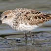 Western Sandpiper